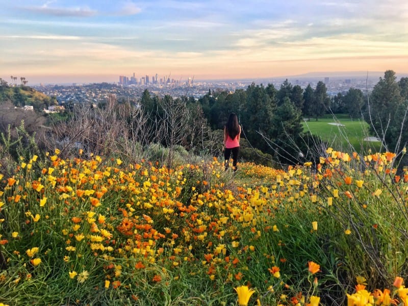 griffith park: wildflowers hike near los angeles