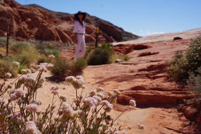 fire wave trail, valley of fire