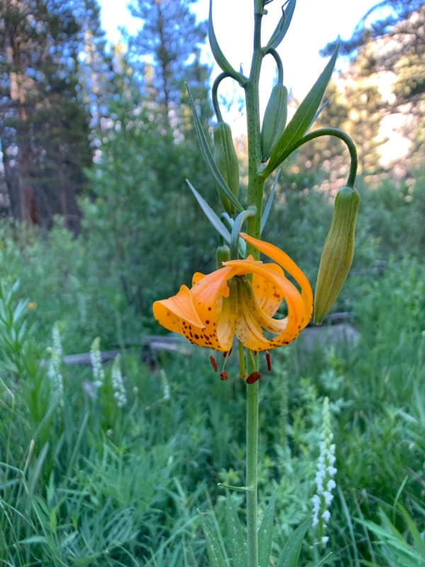 orange wildflowers in california