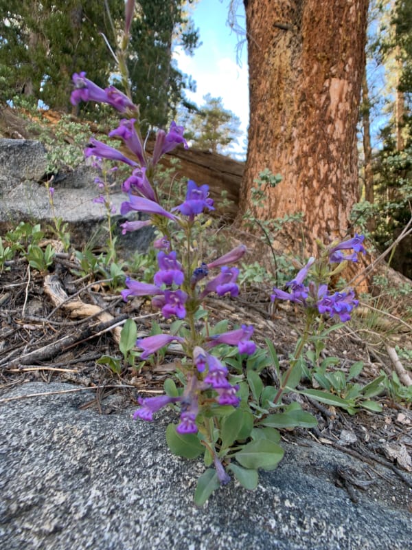 purple wildflowers in california