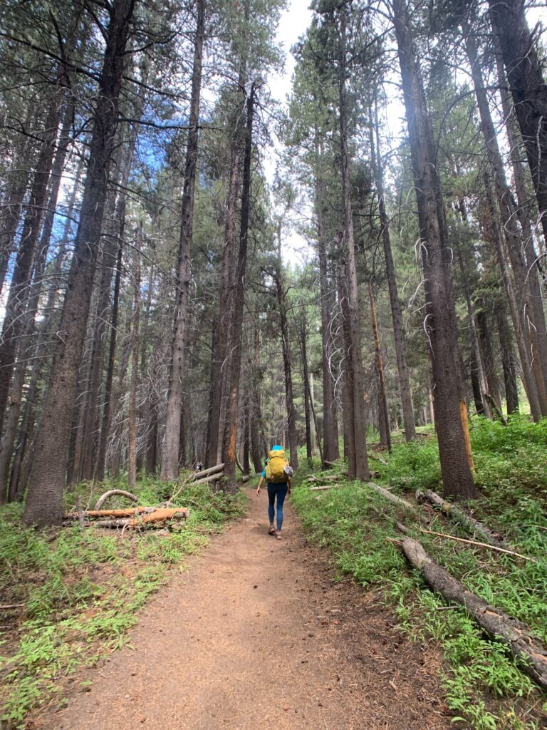 tall trees hiking in california