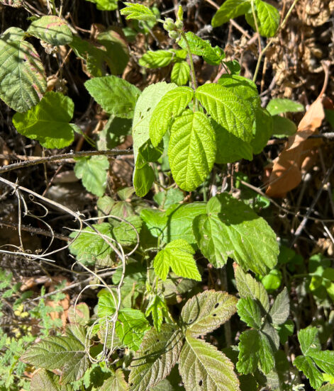 poison ivy in angeles national forest