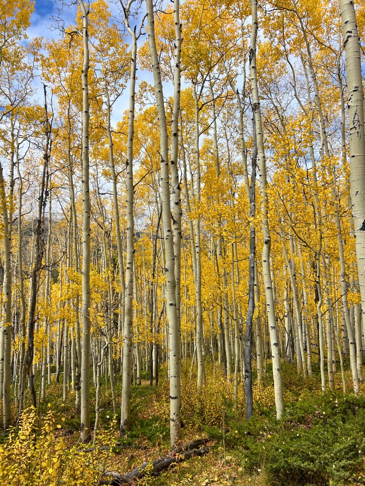aspen alley fall hike in breckenridge colorado