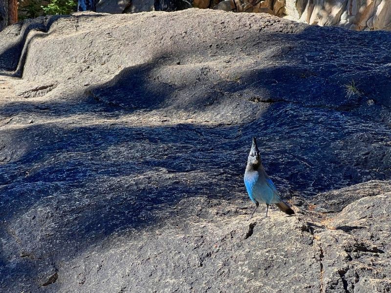 wildlife in rocky mountain national park