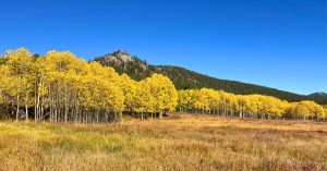 frazer meadow golden gate canyon state park