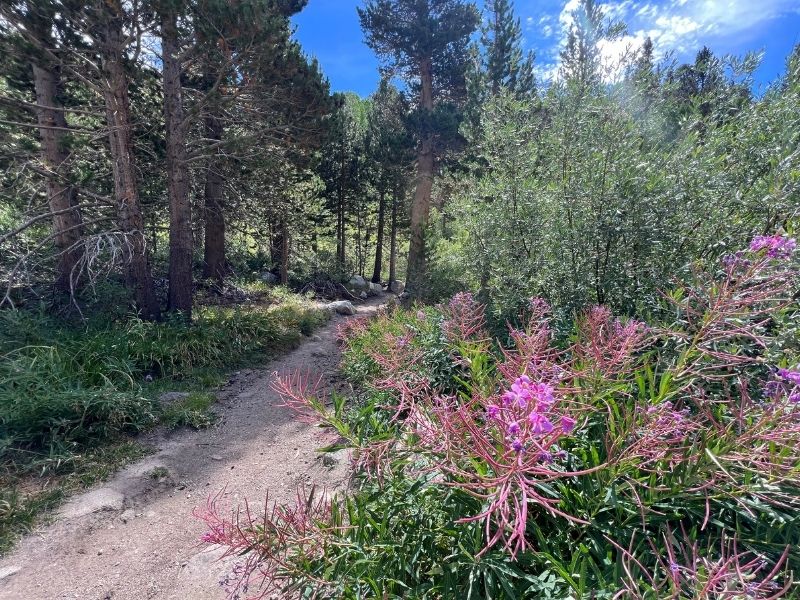 wildflowers in bishop