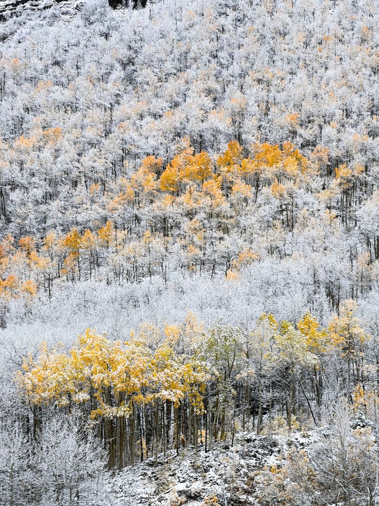 fall and winter trees in colorado