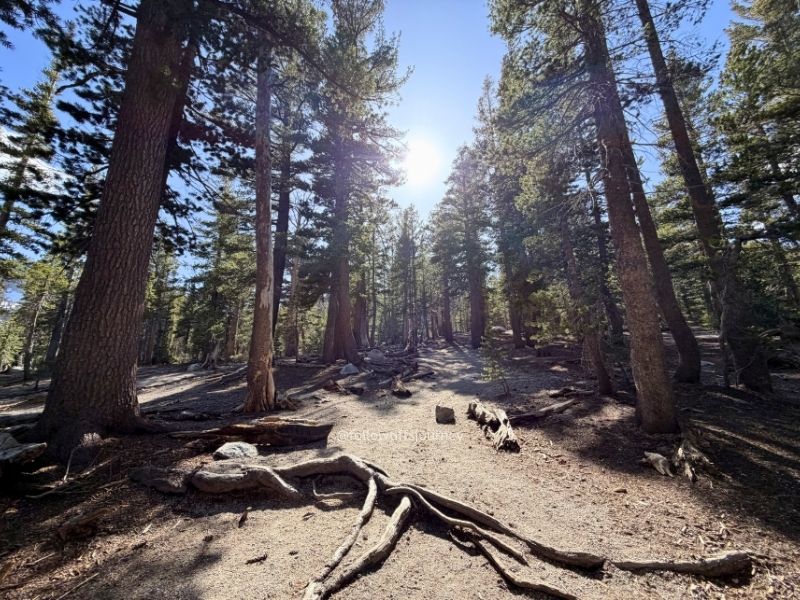 mcleod lake trail in mammoth lakes ca