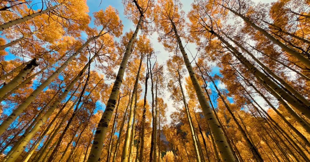 colorado fall colors by elevation