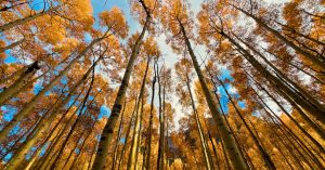 colorado fall colors by elevation