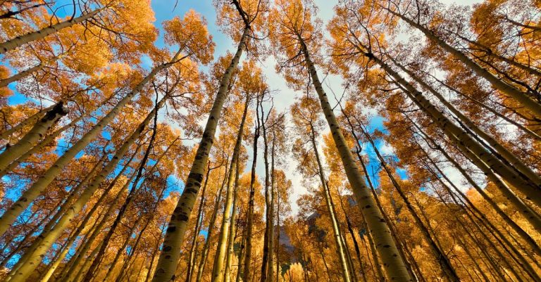 colorado fall colors by elevation