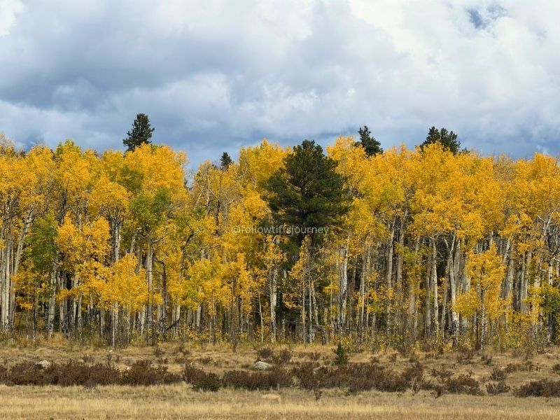 kenosha pass colorado current fall colors conditions 2026