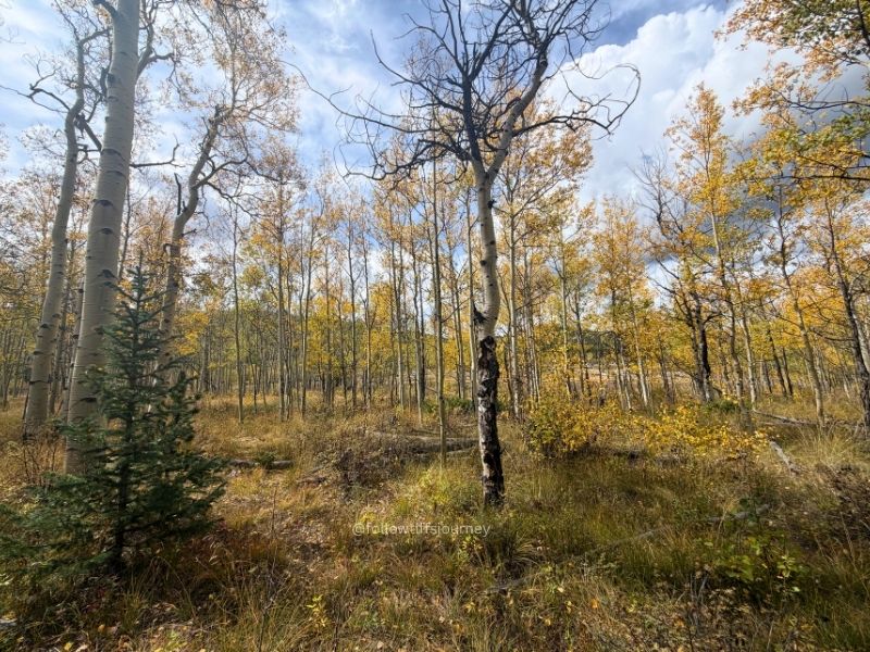 kenosha pass colorado current fall colors conditions 2026