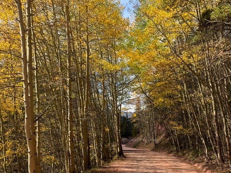 boreas pass fall colors in colorado 2026 current condition