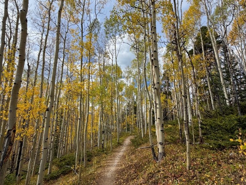 aspen alley 2026 fall colors update