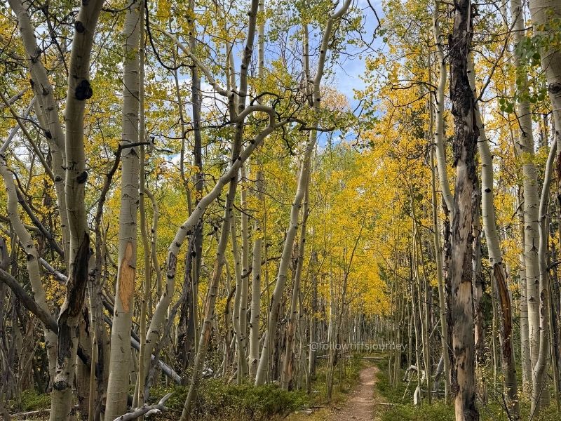 aspen alley 2026 fall colors update