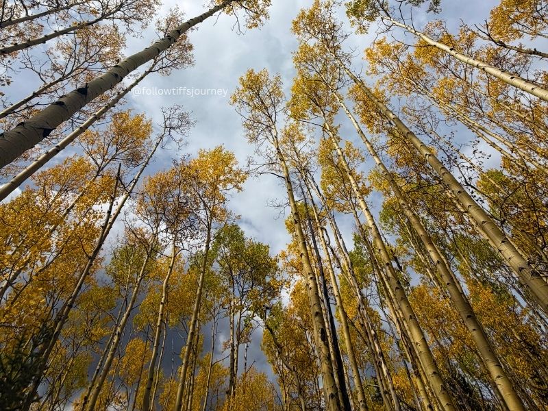 aspen alley 2026 fall colors update