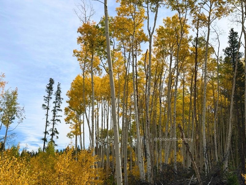 turquoise lake colorado fall colors 2026