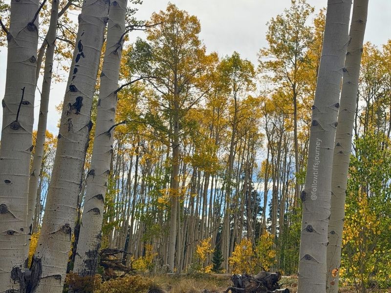 current fall colors 2026