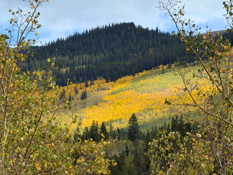 2026 Fall Colors Colorado Kenosha Pass