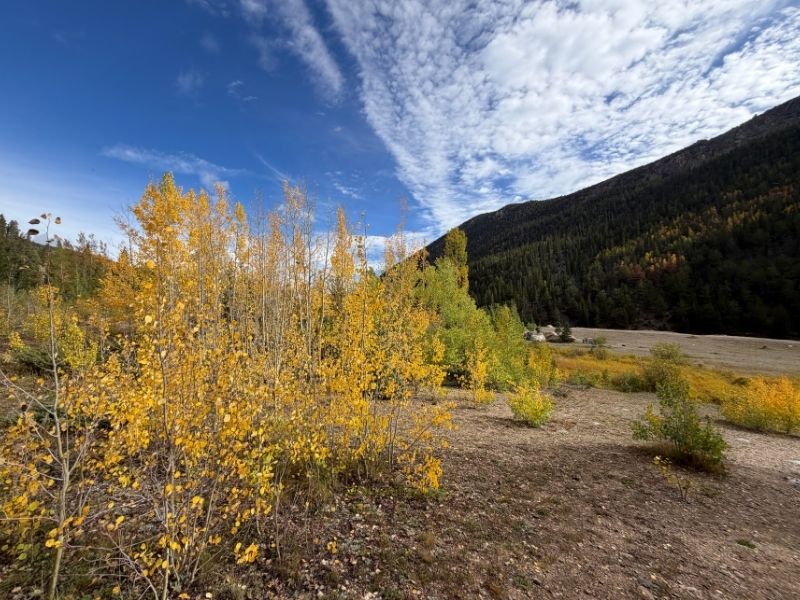 guanella pass fall colors update 2026