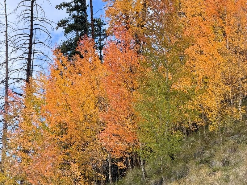 2026 best places to see fall colors in colorado right now